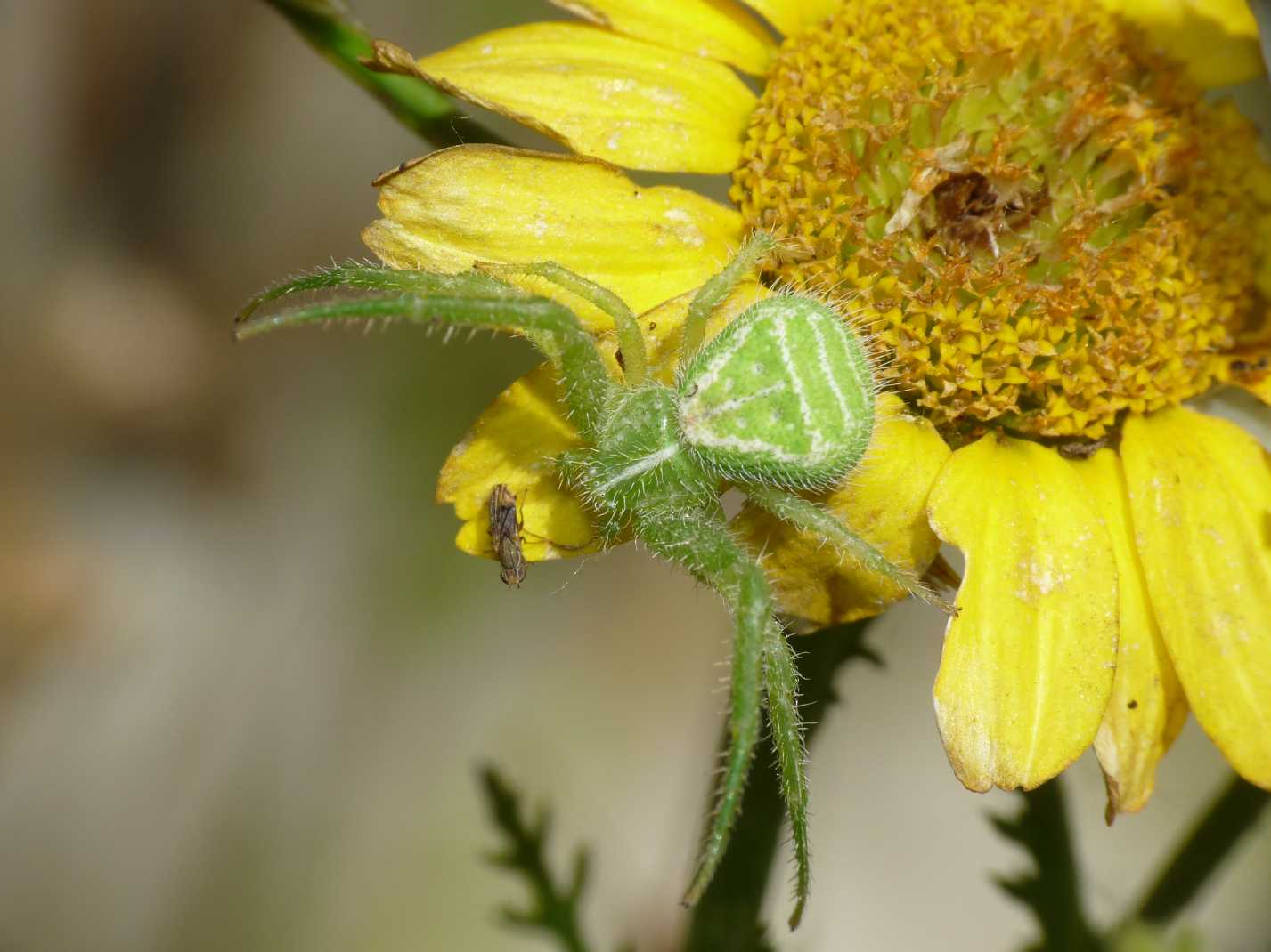 Heriaeus sp.